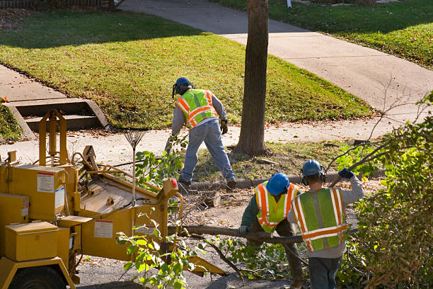 Best Tree Risk Assessment  in West Babylon, NY